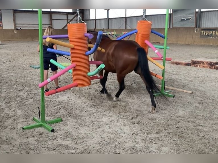 American Quarter Horse Giumenta 4 Anni 145 cm Baio ciliegia in Lehre