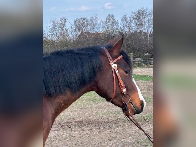 American Quarter Horse Giumenta 4 Anni 145 cm Baio ciliegia in Lehre