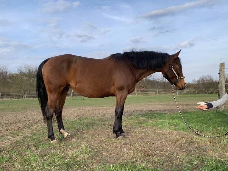 American Quarter Horse Giumenta 4 Anni 145 cm Baio ciliegia in Lehre