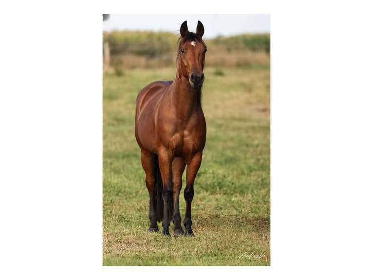 American Quarter Horse Giumenta 4 Anni 145 cm Baio in L&#xFC;dinghausenL&#xFC;dinghausen