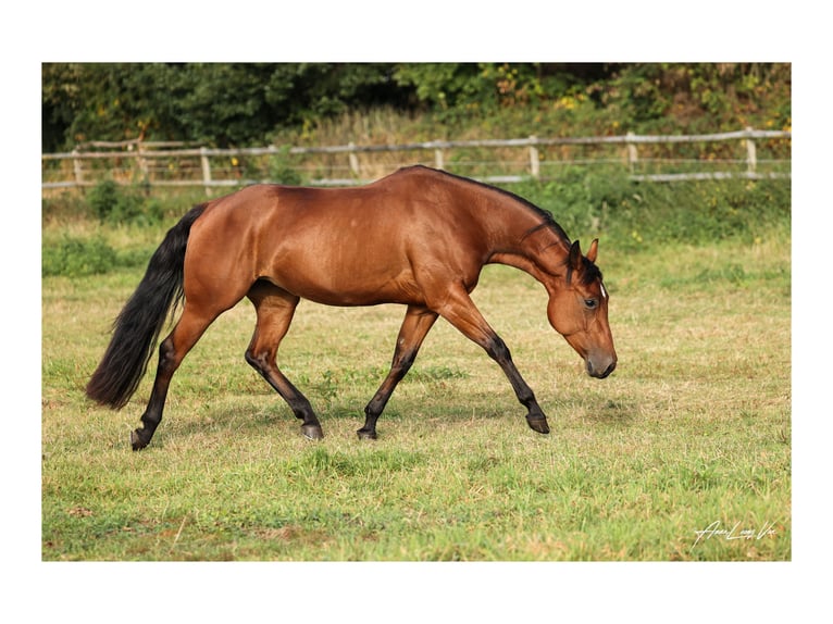 American Quarter Horse Giumenta 4 Anni 145 cm Baio in L&#xFC;dinghausenL&#xFC;dinghausen