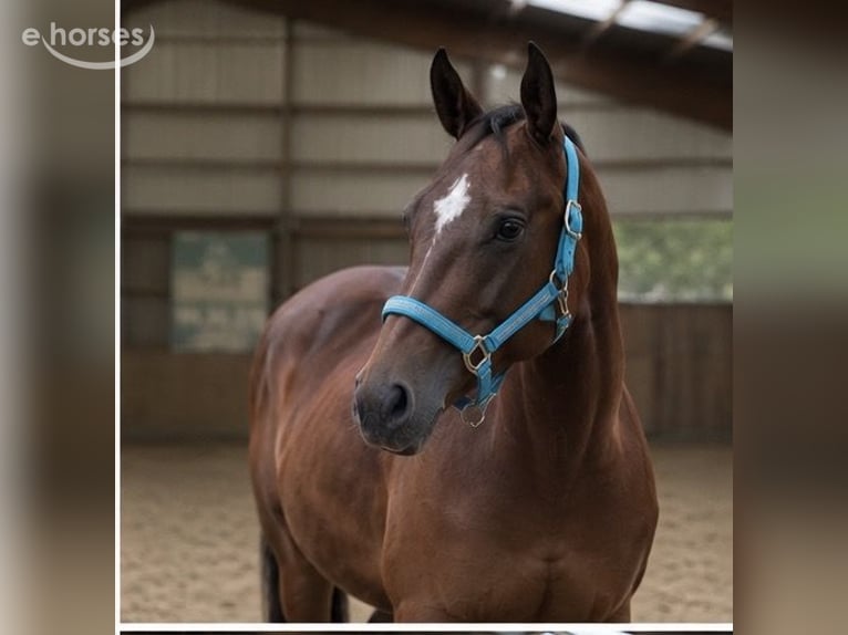 American Quarter Horse Giumenta 4 Anni 145 cm Baio in Gescher