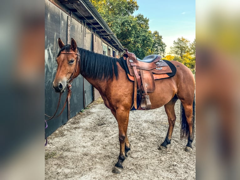 American Quarter Horse Giumenta 4 Anni 145 cm Baio in Bad Zwischenahn