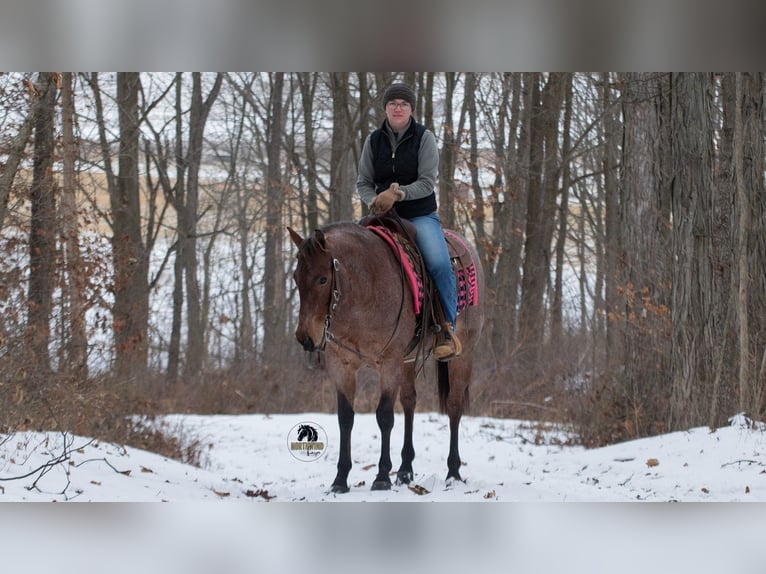 American Quarter Horse Giumenta 4 Anni 145 cm Baio roano in Fredericksburg