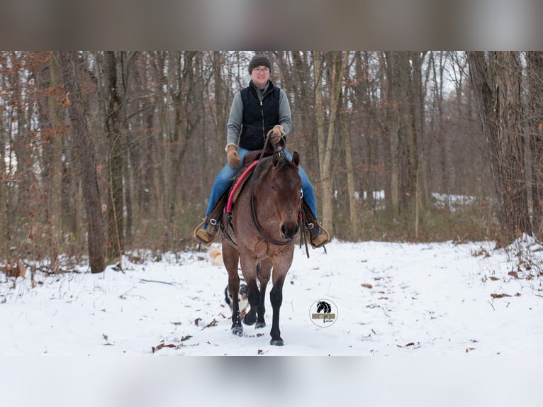 American Quarter Horse Giumenta 4 Anni 145 cm Baio roano in Fredericksburg