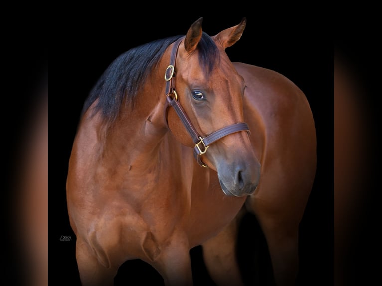 American Quarter Horse Giumenta 4 Anni 145 cm Baio scuro in Wilhelmsburg