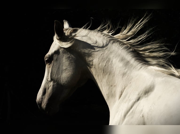 American Quarter Horse Giumenta 4 Anni 145 cm in Pszczew