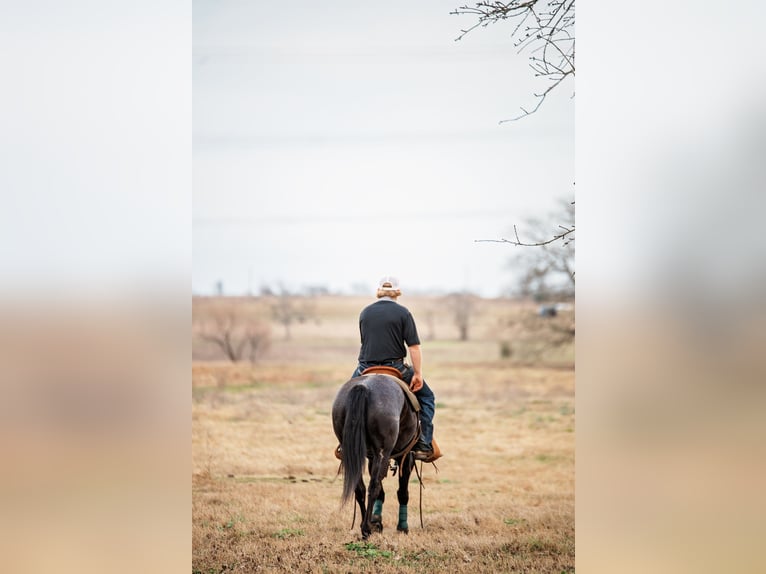 American Quarter Horse Giumenta 4 Anni 145 cm Morello in Normangee
