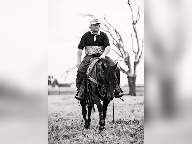 American Quarter Horse Giumenta 4 Anni 145 cm Morello in Normangee