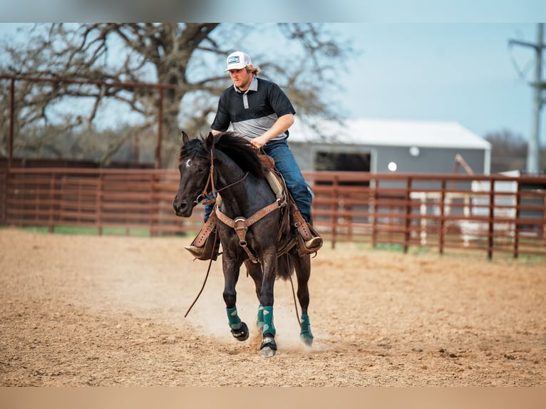 American Quarter Horse Giumenta 4 Anni 145 cm Morello in Normangee