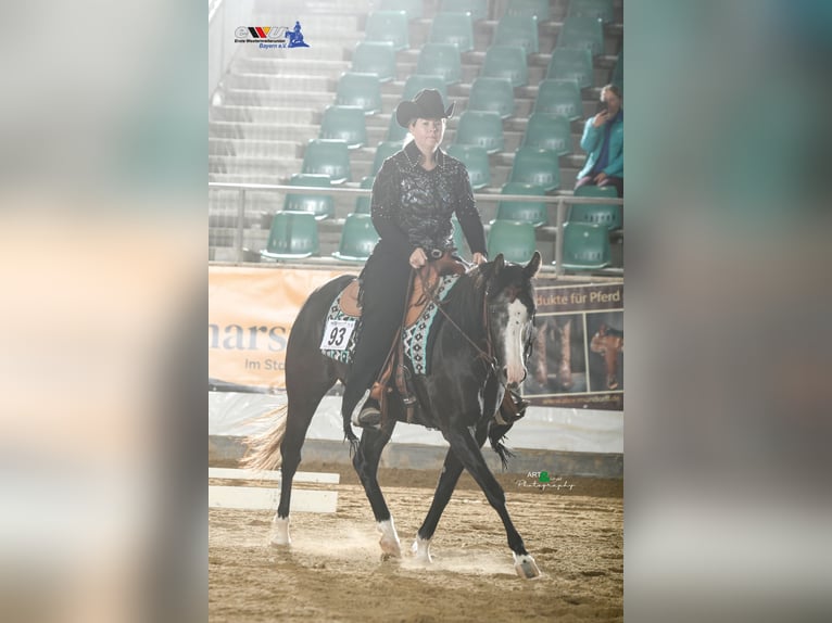 American Quarter Horse Giumenta 4 Anni 145 cm Morello in Kammlach