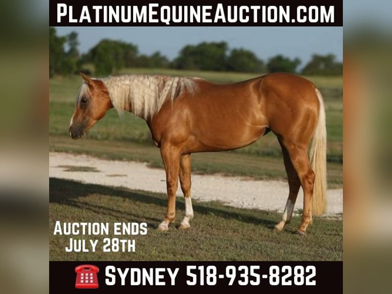 American Quarter Horse Giumenta 4 Anni 145 cm Palomino in Granbury TX