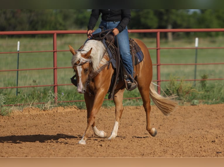 American Quarter Horse Giumenta 4 Anni 145 cm Palomino in Granbury TX