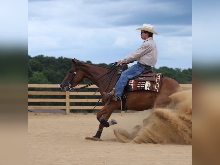 American Quarter Horse Giumenta 4 Anni 145 cm Sauro ciliegia in Jackson, OH