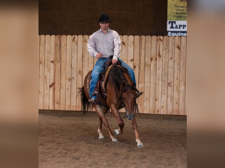 American Quarter Horse Giumenta 4 Anni 145 cm Sauro ciliegia in Jackson, OH