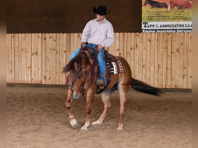 American Quarter Horse Giumenta 4 Anni 145 cm Sauro ciliegia in Jackson, OH