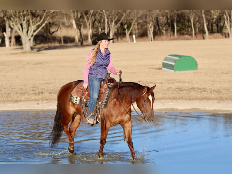 American Quarter Horse Giumenta 4 Anni 145 cm Sauro ciliegia in Decatur