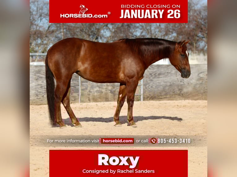 American Quarter Horse Giumenta 4 Anni 145 cm Sauro ciliegia in Decatur