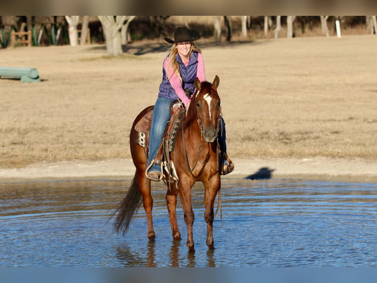 American Quarter Horse Giumenta 4 Anni 145 cm Sauro ciliegia in Decatur