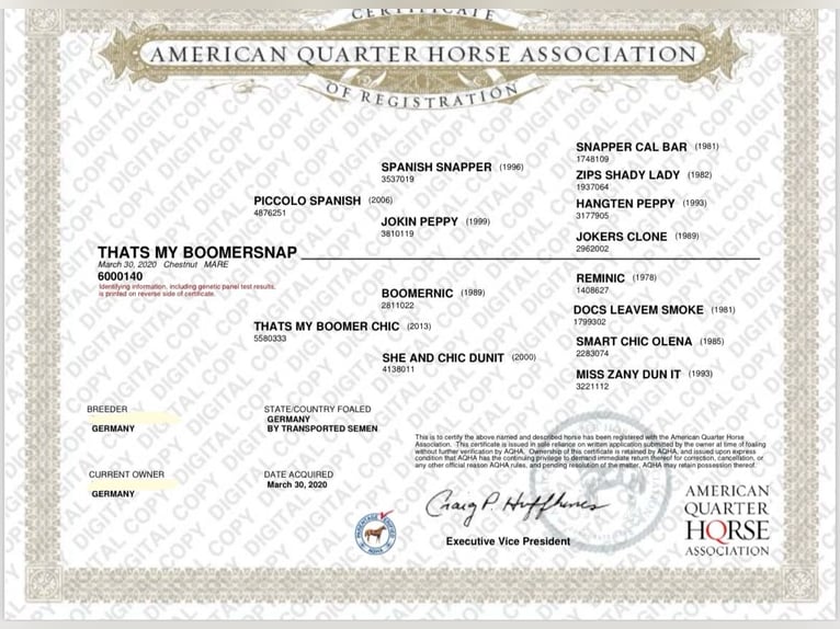 American Quarter Horse Giumenta 4 Anni 145 cm Sauro scuro in Gladenbach