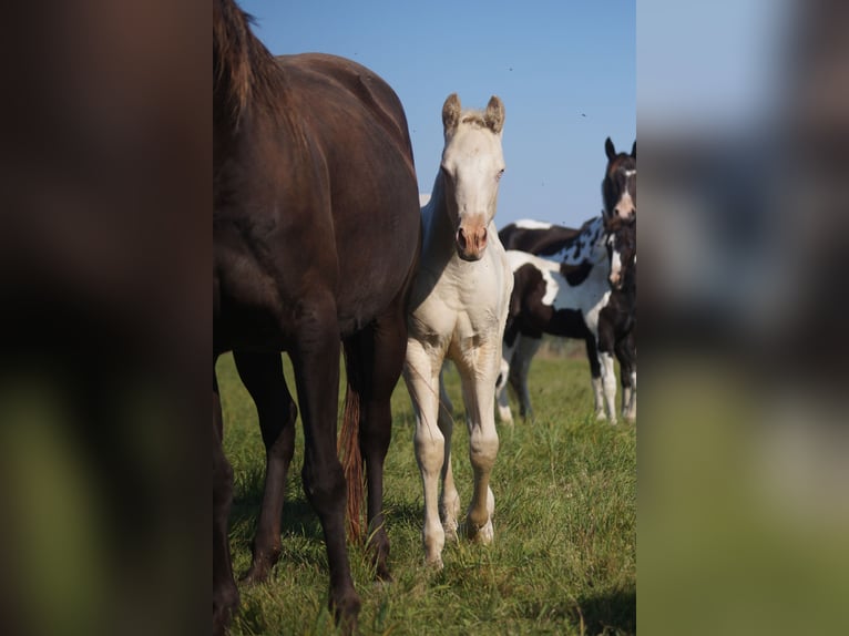 American Quarter Horse Giumenta 4 Anni 146 cm Pelle di daino in Mansfeld