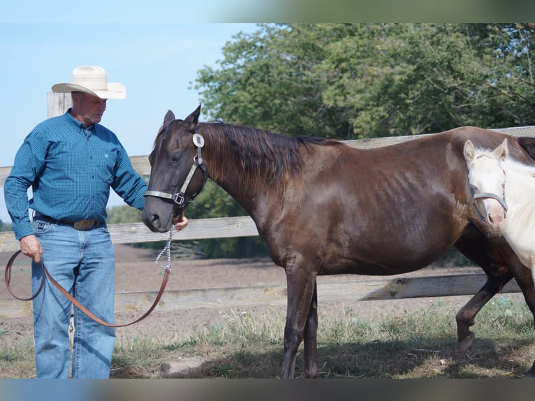 American Quarter Horse Giumenta 4 Anni 146 cm Pelle di daino in Mansfeld