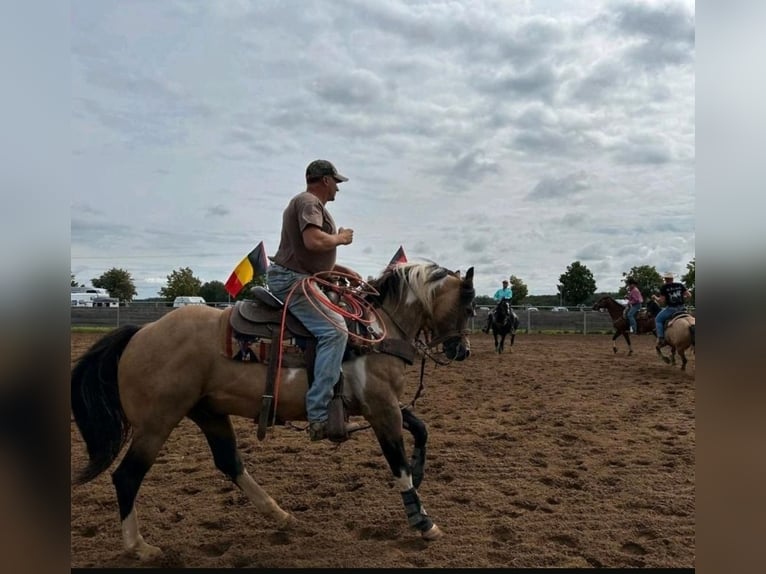 American Quarter Horse Giumenta 4 Anni 146 cm Pelle di daino in Mansfeld