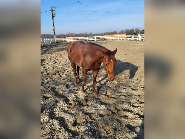 American Quarter Horse Giumenta 4 Anni 146 cm Sauro in Sulz am Neckar