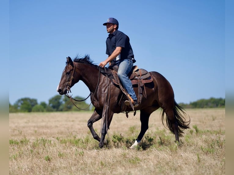 American Quarter Horse Giumenta 4 Anni 147 cm Baio in Waco, TX