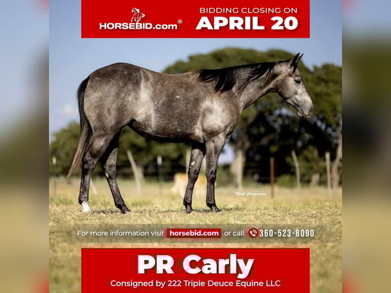 American Quarter Horse Giumenta 4 Anni 147 cm Grigio in Cisco