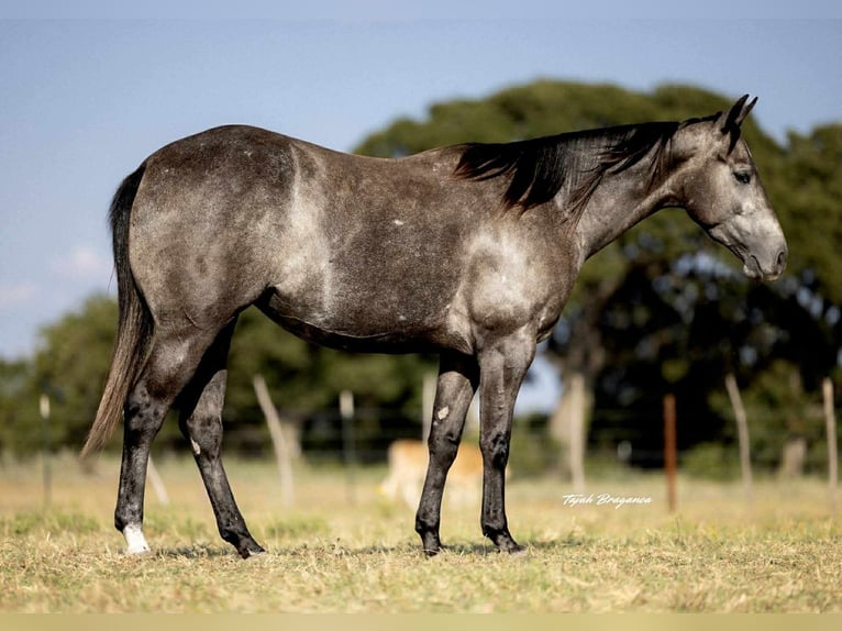 American Quarter Horse Giumenta 4 Anni 147 cm Grigio in Cisco