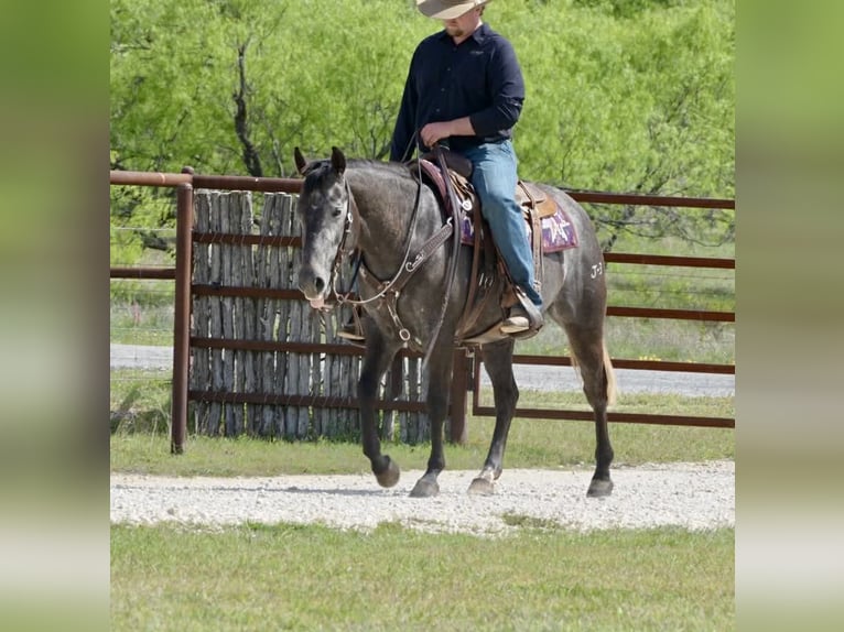 American Quarter Horse Giumenta 4 Anni 147 cm Grigio in Cisco