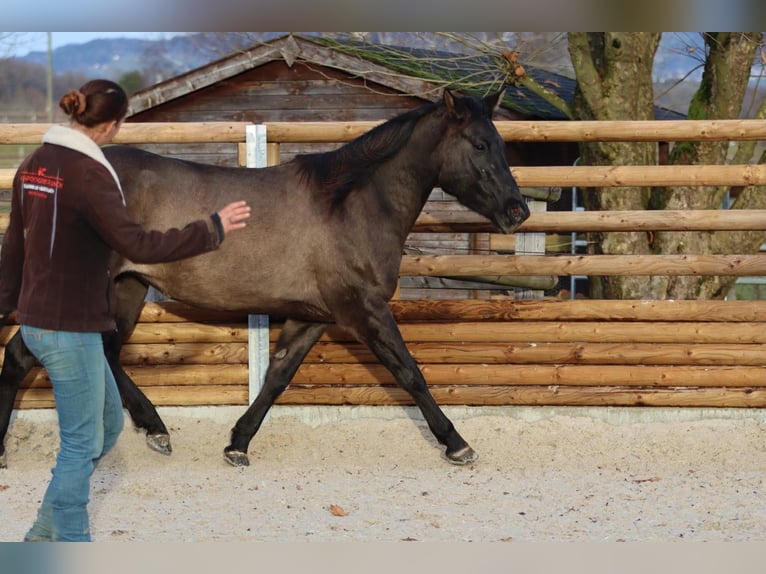 American Quarter Horse Giumenta 4 Anni 147 cm Grullo in Rüti ZH