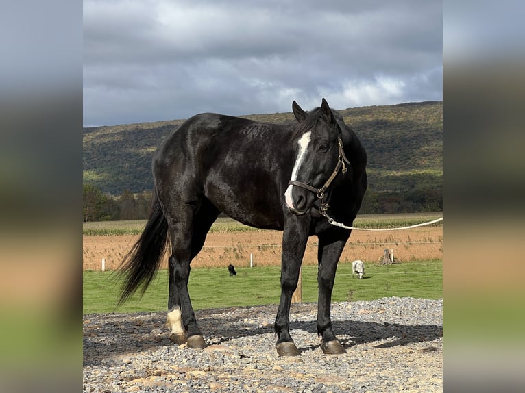 American Quarter Horse Giumenta 4 Anni 147 cm Morello in Allenwood