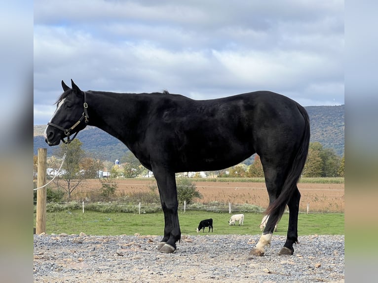 American Quarter Horse Giumenta 4 Anni 147 cm Morello in Allenwood