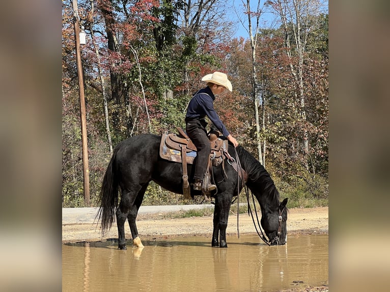 American Quarter Horse Giumenta 4 Anni 147 cm Morello in Allenwood