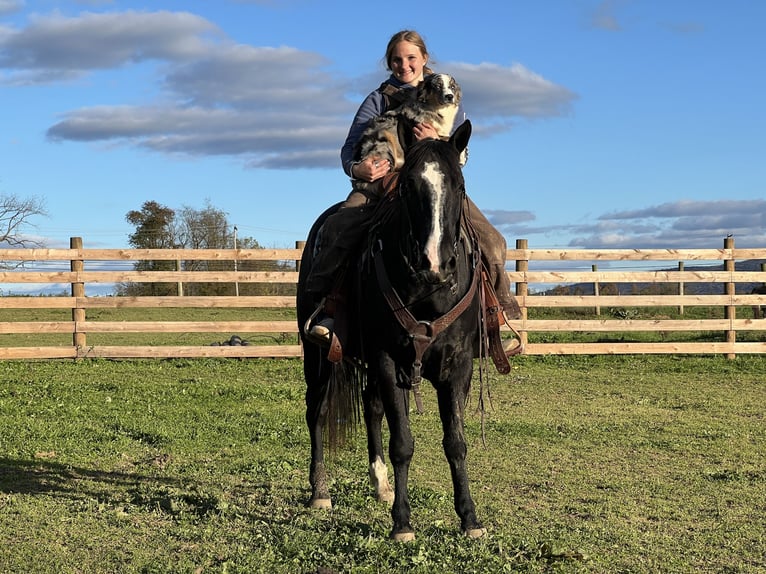 American Quarter Horse Giumenta 4 Anni 147 cm Morello in Allenwood