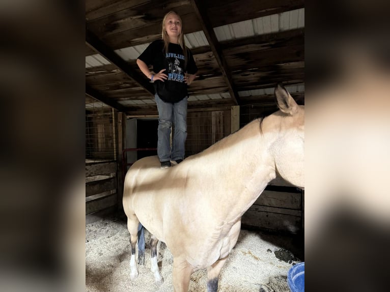 American Quarter Horse Mix Giumenta 4 Anni 147 cm Pelle di daino in Cottonwood, MN