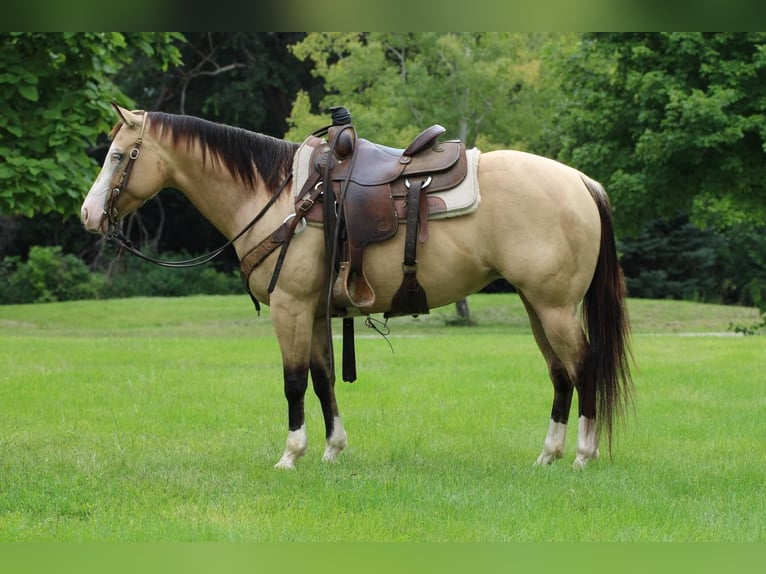 American Quarter Horse Mix Giumenta 4 Anni 147 cm Pelle di daino in Cottonwood, MN