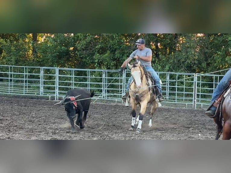 American Quarter Horse Mix Giumenta 4 Anni 147 cm Pelle di daino in Cottonwood, MN