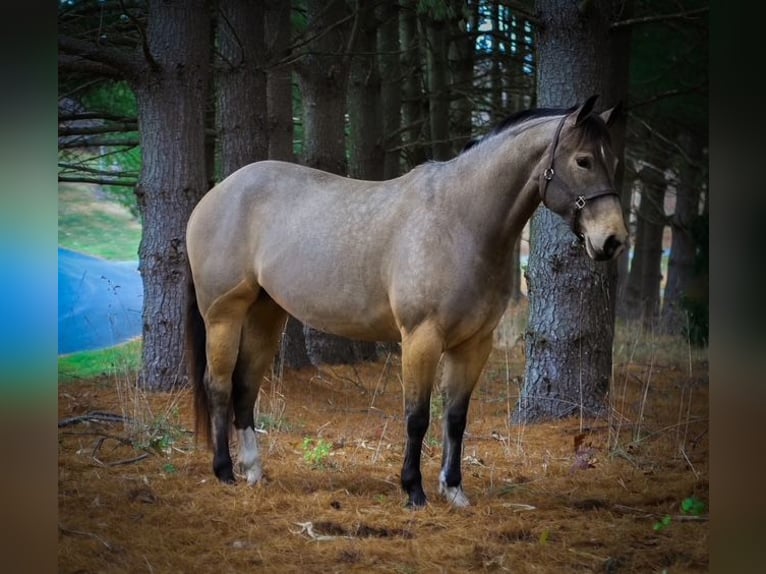 American Quarter Horse Giumenta 4 Anni 147 cm Pelle di daino in Street, MD