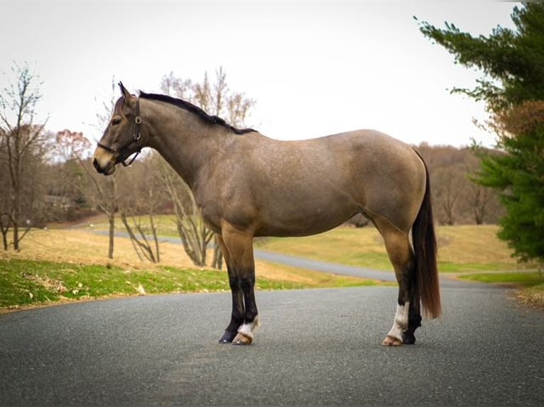 American Quarter Horse Giumenta 4 Anni 147 cm Pelle di daino in Street, MD