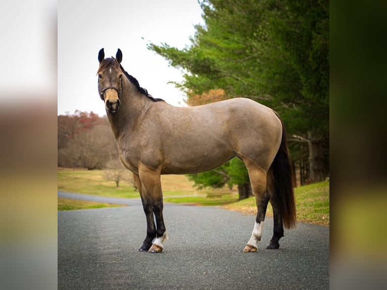 American Quarter Horse Giumenta 4 Anni 147 cm Pelle di daino in Street, MD