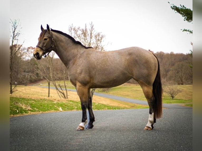 American Quarter Horse Giumenta 4 Anni 147 cm Pelle di daino in Street, MD