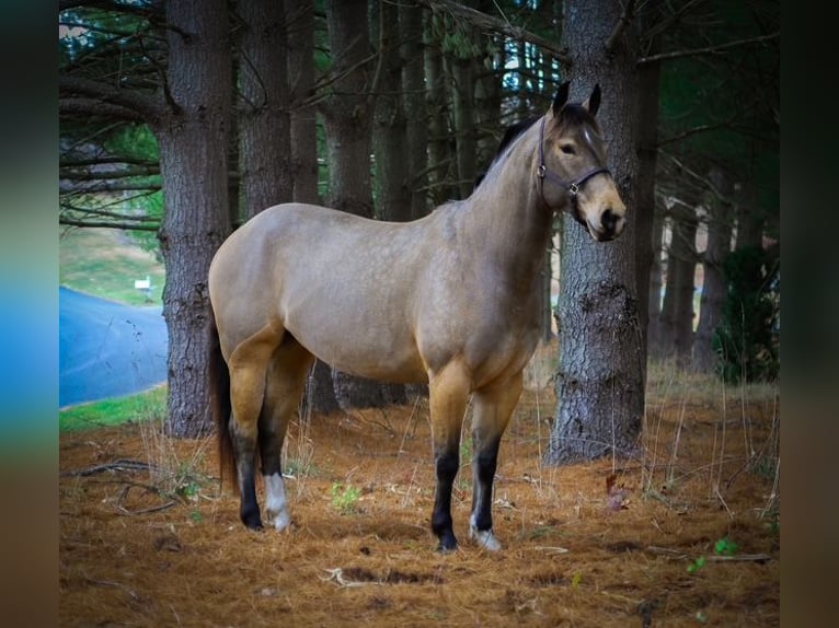 American Quarter Horse Giumenta 4 Anni 147 cm Pelle di daino in Street, MD