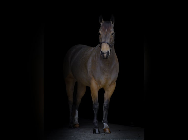 American Quarter Horse Giumenta 4 Anni 147 cm Pelle di daino in Street, MD