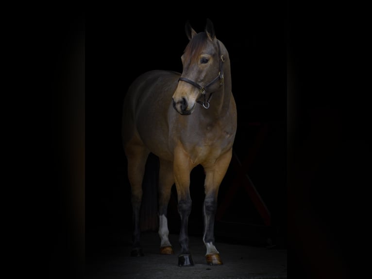 American Quarter Horse Giumenta 4 Anni 147 cm Pelle di daino in Street, MD