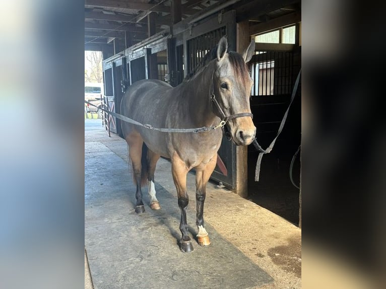 American Quarter Horse Giumenta 4 Anni 147 cm Pelle di daino in Street, MD