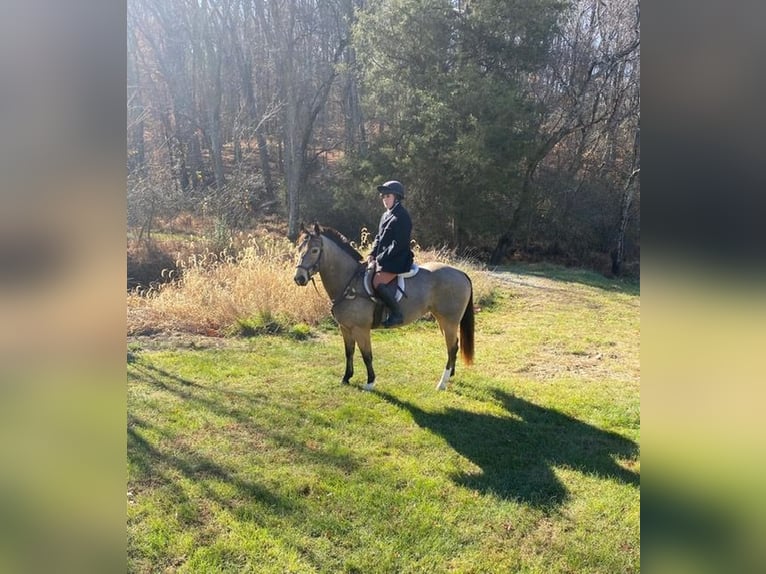 American Quarter Horse Giumenta 4 Anni 147 cm Pelle di daino in Street, MD