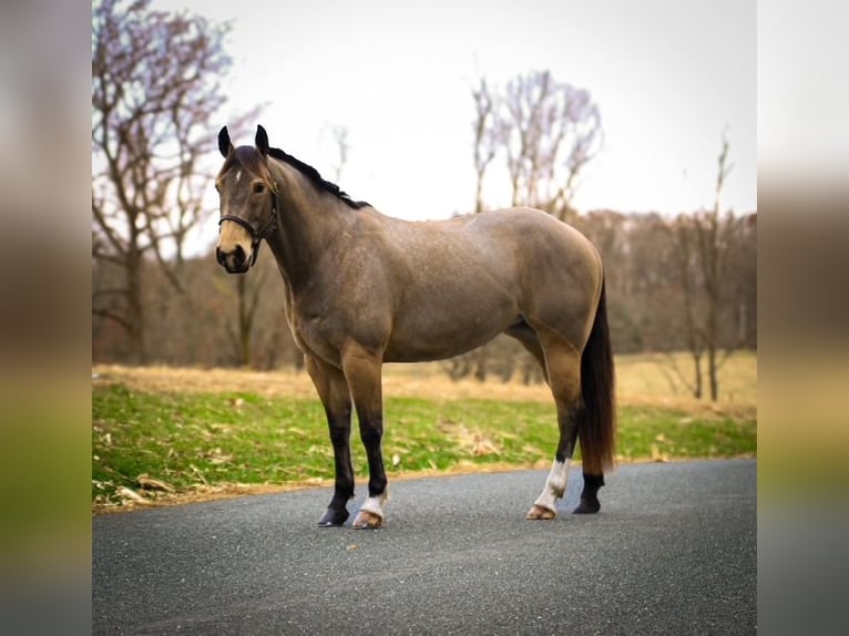 American Quarter Horse Giumenta 4 Anni 147 cm Pelle di daino in Street, MD